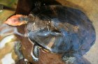 Platemys