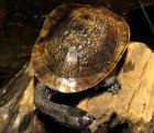 Chelodina