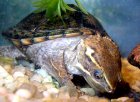 Sternotherus