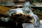 Trachemys