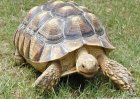 Geochelone