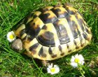 Testudo