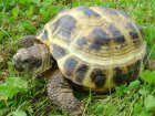 Agrionemys