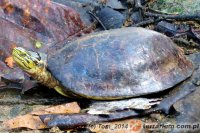 Cuora amboinensis - żółw sundajski Cuora amboinensis - żółw sundajski