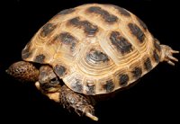 Testudo (Agrionemys) horsfieldii - żółw stepowy Testudo (Agrionemys) horsfieldii - żółw stepowy