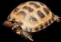 Testudo (Agrionemys) horsfieldii - żółw stepowy