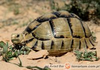 Testudo kleinmanni - żółw egipski Testudo kleinmanni - żółw egipski
