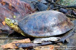 <em>Cuora amboinensis</em> - żółw sundajski