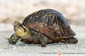 Terrapene carolina bauri - terapena karolińska