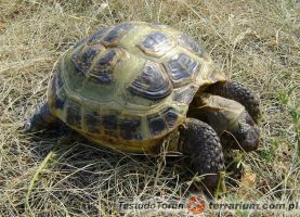 Testudo (Agrionemys) horsfieldii - żółw stepowy