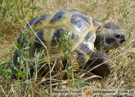 Testudo (Agrionemys) horsfieldii - żółw stepowy