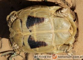 Testudo kleinmanni - żółw egipski