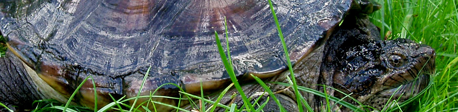 Żółw jaszczurowaty - opis hodowli gatunku (zewnętrzny odnośnik)